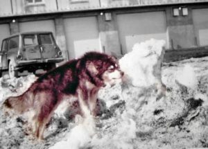 junkyard-dog